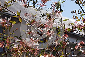 Branches bloom with small pink flowers in the sun