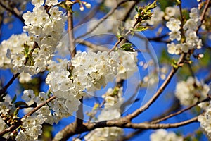 Branches of blooming apple tree against a clear blue sky