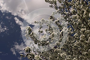 Branches of blooming apple tree against cloudy sky