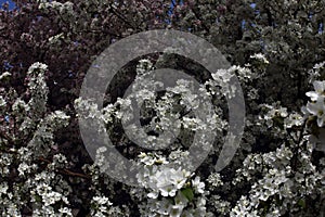 Branches of blooming apple tree against cloudy sky