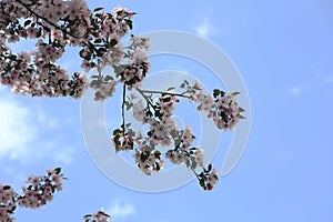 Branches of blooming apple tree against cloudy sky