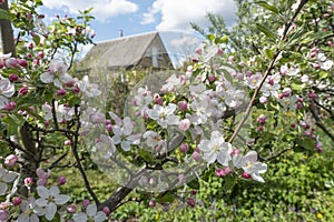 Branches of a blooming apple tree near a rural house