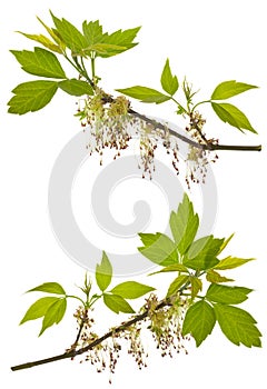Branches of blooming ash-leaved maple