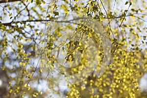 Branches of a blooming birch tree with fresh new green leaves in the spring