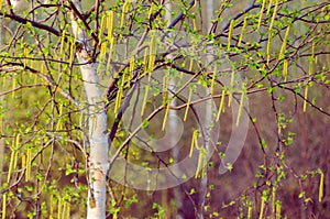 Branches of a blooming birch tree with fresh new leaves in the spring