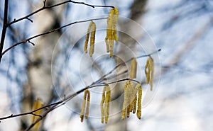 Branches of a blooming birch tree with fresh new leaves in the spring