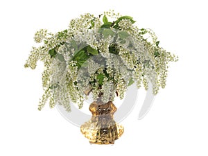 Branches of blooming bird cherry in a glass vase isolated on a white background