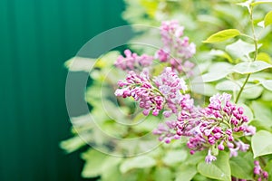 Branches with blooming bunches of lilac in the garden selective focus.bush with blooming bunches of pink, purple lilac. A