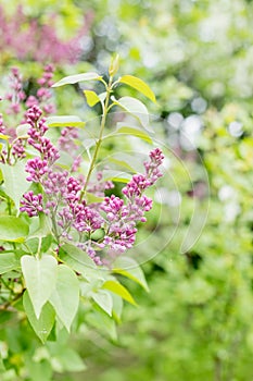 Branches with blooming bunches of lilac in the garden selective focus.bush with blooming bunches of pink, purple lilac. A