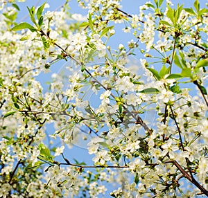 Branches of blooming cherry tree