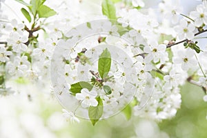 Branches of blooming cherry tree.