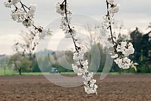 Branches of blooming cherry tree on blue sky