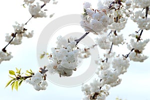 Branches of blooming cherry tree on blue sky.