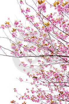 Branches of blooming double cherry blossoms