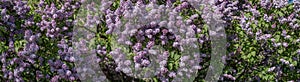 Branches of blooming lilac bush with purple flowers panoramic view