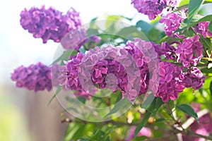 Branches of blooming lilacs