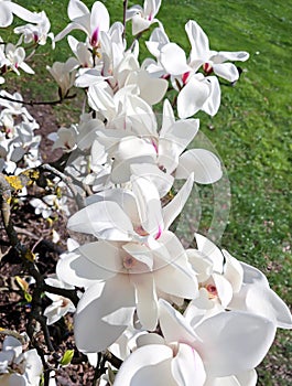 Branches with blooming Magnolia Stellata Royal Star or Star Magnolia