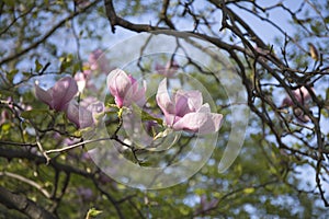 Branches of a blooming magnolia tree against a blue sky