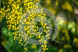 Branches of blooming mimosa hanging down. Pattern. Background.