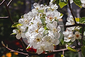 The branches of a blooming pear tree bloom with beautiful white flowers