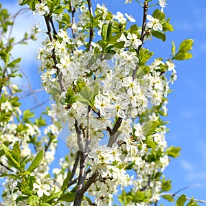 Branches of blooming plum tree with white flowers against blue sky