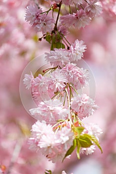 Branches of blooming sakura are strewn with double pink flowers, spring floral background