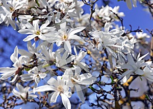 Branches with blooming white Magnolia stellata Royal Star or Star Magnolia closeup.
