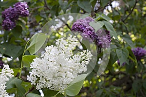 Branches of blooming white and violet lilacs in the springtime