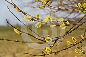 Branches of blooming yellow catkins