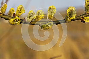 Branches of blooming yellow catkins