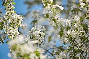 branches of blossoming apple close up against background of blue sky