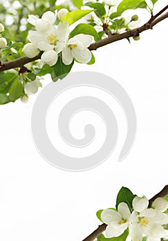 Branches of a blossoming apple-tree