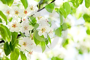 Branches of a blossoming apple-tree