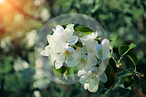 Branches of a blossoming apple-tree against the blue sky