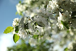 Branches of a blossoming apple tree against the blue sky, close up