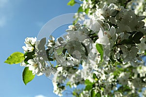 Branches of a blossoming apple tree against the blue sky, close up