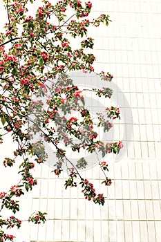Branches of a blossoming apple tree on a background of a white wall