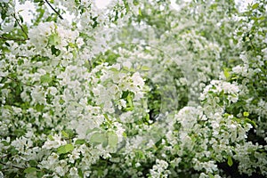 Branches of a blossoming apple tree on a clear spring day. Outdoors