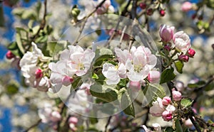 Branches of a blossoming Apple tree with white and pink flowers