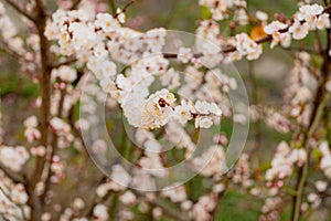 Branches of blossoming apricot with soft focus. Spring flowering tree