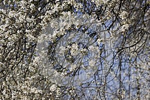 Branches of a blossoming apricot tree