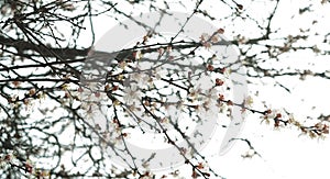 Branches of a blossoming apricot tree