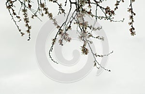 Branches of a blossoming apricot tree