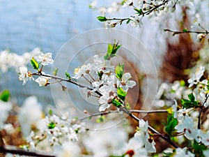 branches of a blossoming apricot tree on the background of a lake