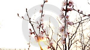 Branches of blossoming apricot tree or cherry tree, in sunset swinging in wind in garden. Back lit. Close-up.