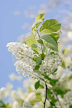 Branches of blossoming bird-cherry in spring. Romantic floral background