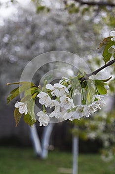 Branches of blossoming cherries in the morning city garden.