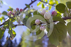 Branches of blossoming cherry against background of blue sky and white clouds, pink sakura flowers on light blue pastel colors