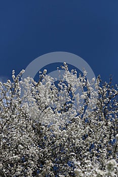 Branches of blossoming cherry blue sky background