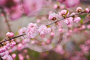 Branches of blossoming cherry macro with soft focus on gentle light blue sky background in sunlight.  Beautiful floral image of sp
